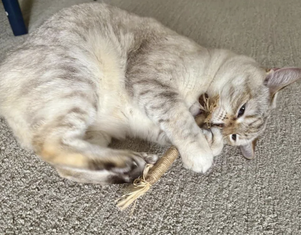 Sophie M.